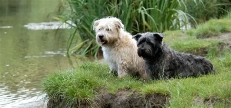 Discovering the Glen of Imaal Terrier: A Hidden Canine Gem