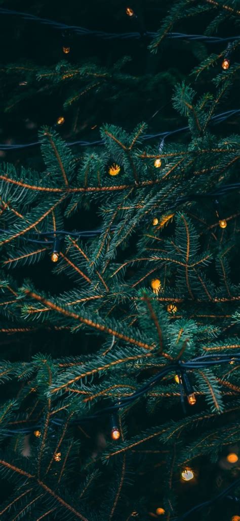 🔥 Green Christmas Tree Wallpaper Background HD Download | CBEditz