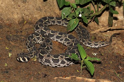 Proatheris superciliaris | Swamp Adder ot Floodplain Viper. … | Flickr