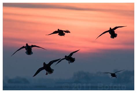 Ducks at sunset | Flickr - Photo Sharing!