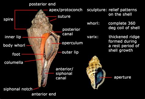 Diagram highlighting parts of a shell that helps in identifying the species.