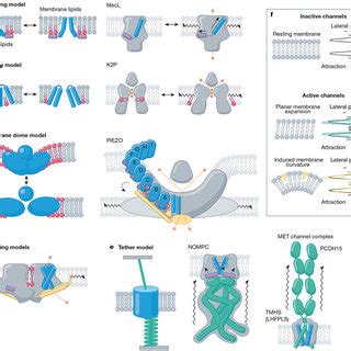 |. Mechanistic models of mechanically activated ion channel gating. | Download Scientific Diagram