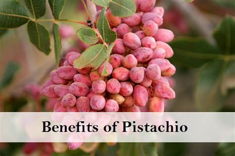 Surprising Health Benefits of Pistachio Consumption - Moolihai.com