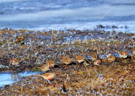 Birds of the steppes — Stock Photo © nik_ma1953 #105884674