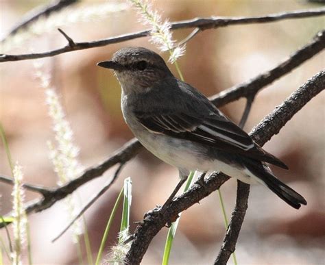 Small Birds | Australian Wildlife Society