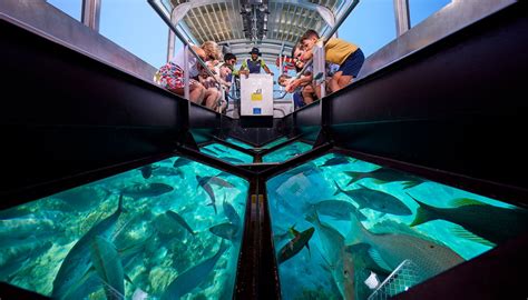 Glass Bottom Boats Tours Of The Reef | Cairns & Great Barrier Reef