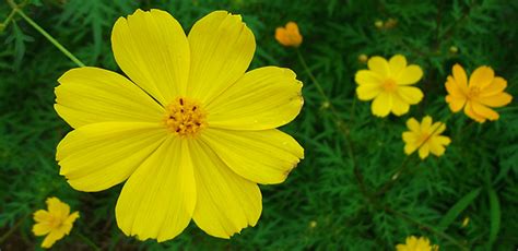 Different Types of Cosmos Flower Varieties & Best Species - EmbraceGardening