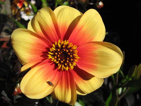 Red-Yellow dahlia Free Photo Download | FreeImages