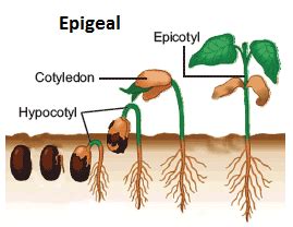 Difference between Epigeal and Hypogeal Seed Germination