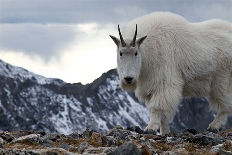 The Mountain Goat | Basic Facts and Photos | The Wildlife