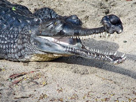 40 Interesting Gharial Facts: Weird Crocodile Relatives - Owlcation