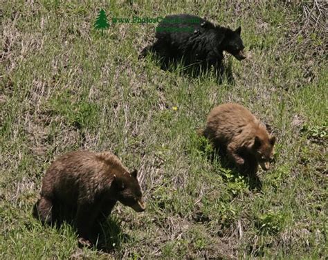 Slide Show for album :: Cinnamon Bear with Cubs, British Columbia, Canada