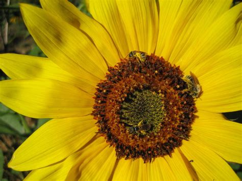 Learn About Pollinator Conservation - Bee City USA