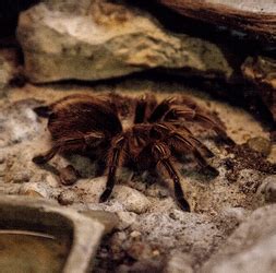 Rose Hair Tarantula Care [Full Guide] - SnakeTracks.com