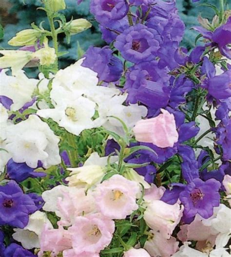 Canterbury Bells Bouquet | ubicaciondepersonas.cdmx.gob.mx