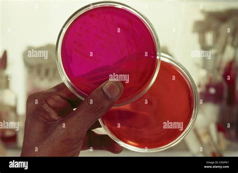 Biotech experiment petri dish Stock Photo - Alamy