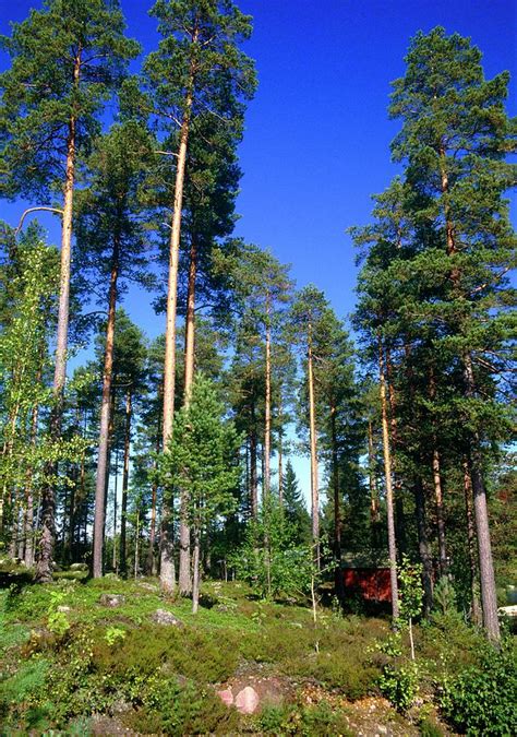 Scots Pine Forest Photograph by Andrew Brown/science Photo Library - Fine Art America