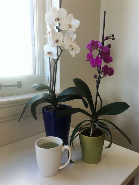 Bet You Didn't Know You Could Rebloom Your Orchid With This Pantry Staple Orchid Plant Care ...