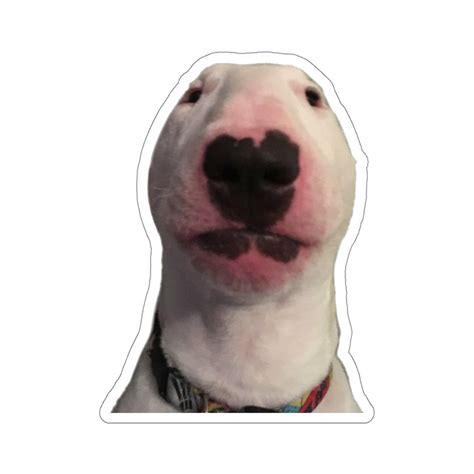 Walter Sticker Dog Meme Walter Meme Vinyl Laptop Sticker - Etsy Australia