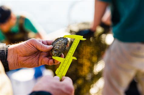 Farming Coastal Waters: Applied Research Supports Oyster Growers ...