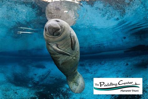 Manatee Encounter - Kayaking Tour At Blue Springs State Park: Triphobo