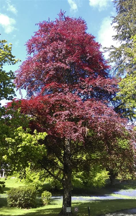 Fagus sylvatica - Trees and Shrubs Online