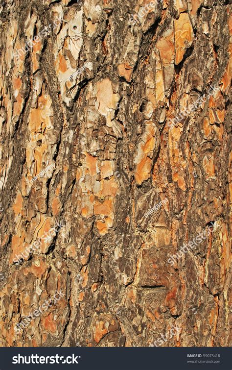 Wood Bark Texture Stock Photo 59073418 : Shutterstock