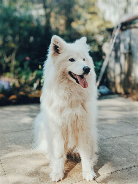 Dog Pictures | Download Free Images on Unsplash