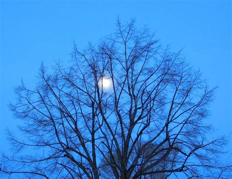 Free photo: Blue, Moon, Tree, Branches, Sky - Free Image on Pixabay ...