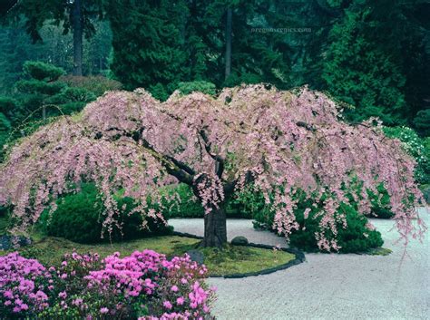 These are my favorite trees. I really want one. | Japanese garden, Weeping cherry tree, Garden trees