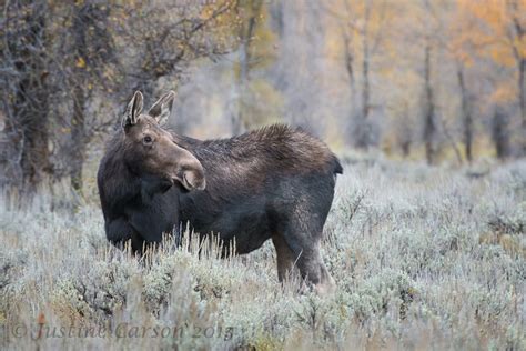 Justine Carson Photography | Tetons Wildlife: Moose