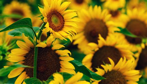 UCAB predicts 30% drop in gross sunflower harvest in Ukraine