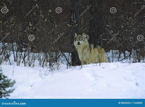 Wolf in Brush stock image. Image of animals, canine, wolf - 8856553