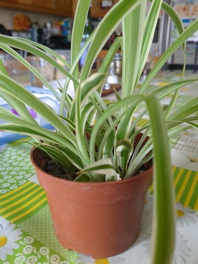 Plant Spider Plant Air Purifier For Sale in Glenageary, Dublin from ...