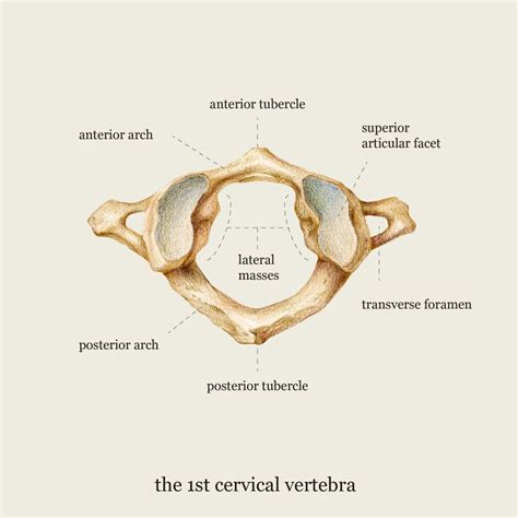 Medical illustration: C1 vertebrae | Medical illustration, Cervical, Anatomy art