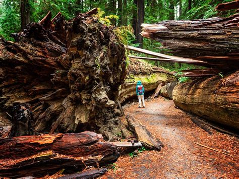 Facts About Redwood National Park