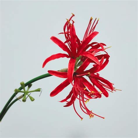 Jlong Home Decorations Flowers Artificial Flowers Red Spider Lilies ...