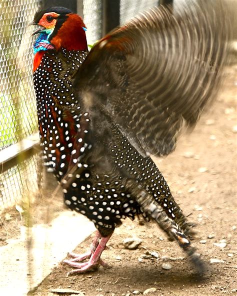 Western Tragopan: Quest for the Colourful Pheasant