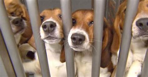 Are Massachusetts laboratory dogs being kept in poor conditions? - CBS News