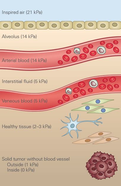 Live Cell Imaging Parameters | Oxygen (O2) Levels | ibidi