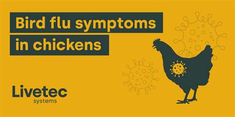 Bird flu symptoms in chickens - Livetec