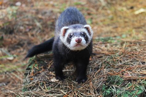 Black-footed Ferret Conservation - The Wolf Center