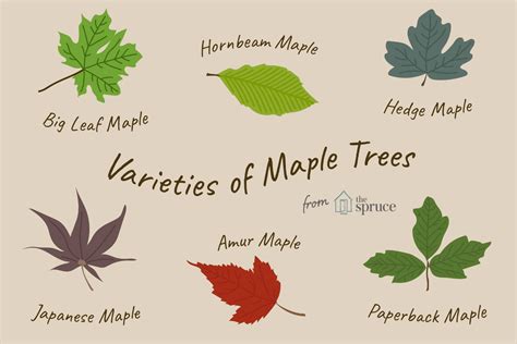 Maple tree types leaves - ratelity