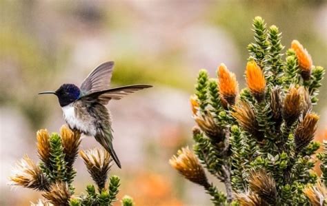 Ecuador National Flower: The Flower of the Andes (Chuquiraga jussieui)