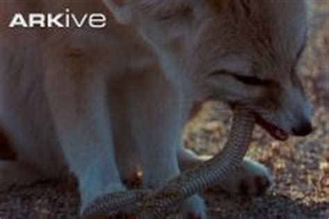 Fennec fox diet - What the Vulpes