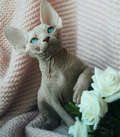 Pin by Ivanca Thompson on Cats | Sphynx cat, Spinx cat, Cats