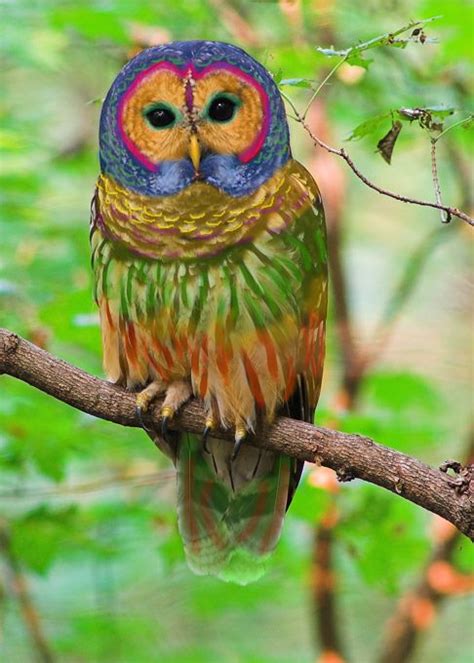 The Birdist: Birds at Large: Rainbow Owl