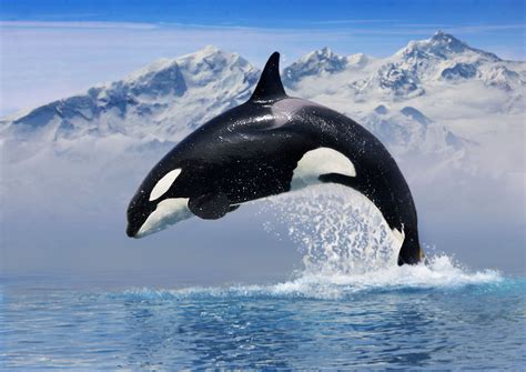 Orca Living in Captivity May Return to the Ocean - National Humane ...