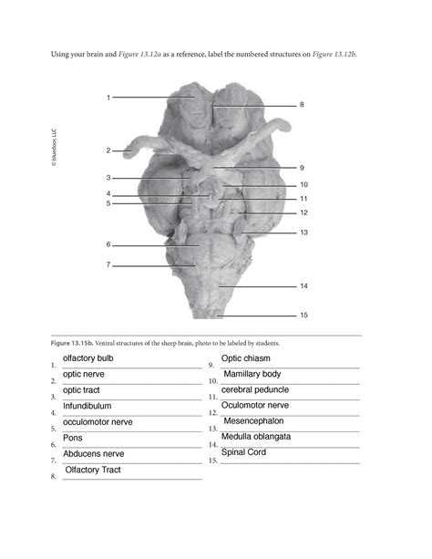 Sheep Brain Dissection Worksheet - Abhayjere.com