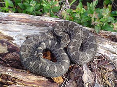 Snakes of Pennsylvania: 21 species, 3 of them venomous - pennlive.com